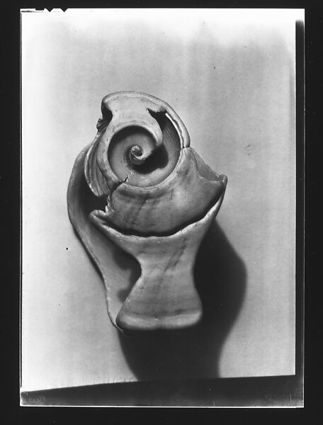 [Shell Study], Walker Evans (American, St. Louis, Missouri 1903–1975 New Haven, Connecticut), Film negative 