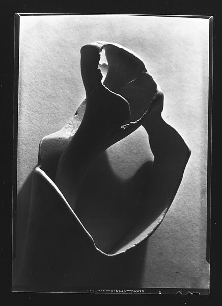 [Shell Study], Walker Evans (American, St. Louis, Missouri 1903–1975 New Haven, Connecticut), Film negative 