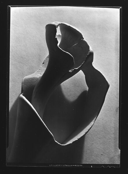[Shell Study], Walker Evans (American, St. Louis, Missouri 1903–1975 New Haven, Connecticut), Film negative 