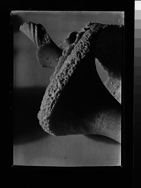 [Shell Detail], Walker Evans (American, St. Louis, Missouri 1903–1975 New Haven, Connecticut), Film negative 