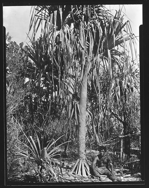 [South Seas: Man Seated at Foot of Tree Next to Wooden Pen], Walker Evans (American, St. Louis, Missouri 1903–1975 New Haven, Connecticut), Film negative 
