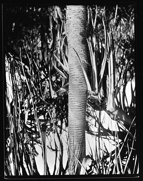 [South Seas: Palm Tree], Walker Evans (American, St. Louis, Missouri 1903–1975 New Haven, Connecticut), Film negative 