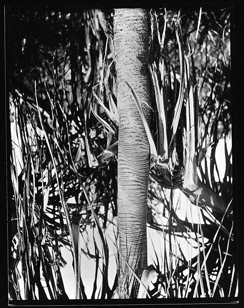 [South Seas: Palm Tree], Walker Evans (American, St. Louis, Missouri 1903–1975 New Haven, Connecticut), Film negative 