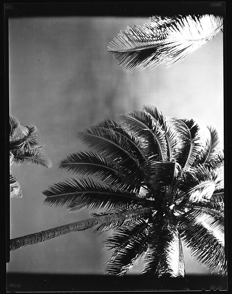[South Seas: Palm Tree], Walker Evans (American, St. Louis, Missouri 1903–1975 New Haven, Connecticut), Film negative 