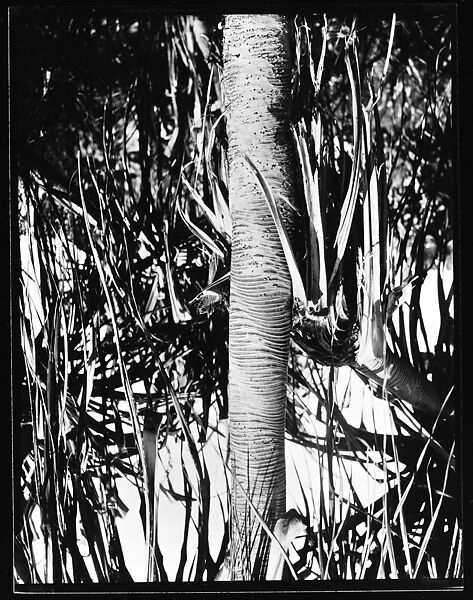 [South Seas: Palm Tree], Walker Evans (American, St. Louis, Missouri 1903–1975 New Haven, Connecticut), Film negative 