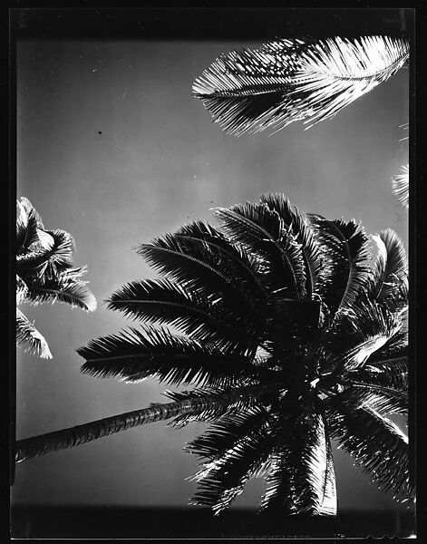 [South Seas: Palm Tree], Walker Evans (American, St. Louis, Missouri 1903–1975 New Haven, Connecticut), Film negative 