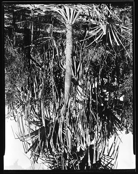 [South Seas: Palm Tree and Wooden Pen], Walker Evans (American, St. Louis, Missouri 1903–1975 New Haven, Connecticut), Film negative 