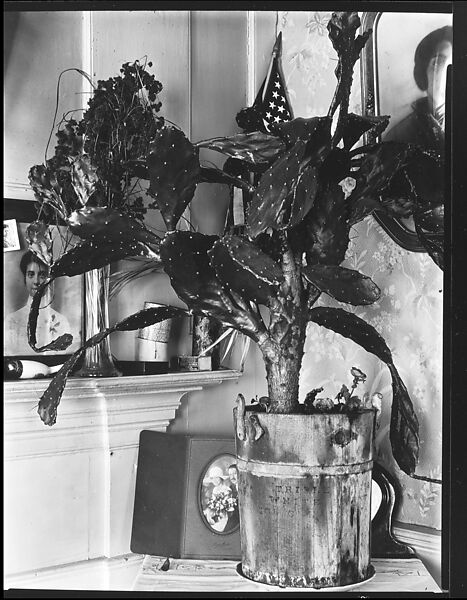 [Interior Detail of Cactus Plant and Family Photographs in De Luze House, Truro, Massachusetts], Walker Evans (American, St. Louis, Missouri 1903–1975 New Haven, Connecticut), Film negative 
