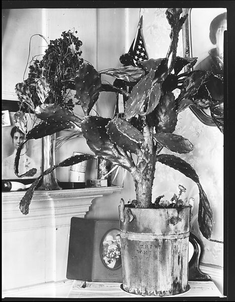 [Interior Detail of Cactus Plant and Family Photographs in De Luze House, Truro, Massachusetts], Walker Evans (American, St. Louis, Missouri 1903–1975 New Haven, Connecticut), Film negative 