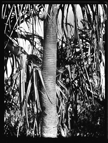 [South Seas: Palm Tree Trunk], Walker Evans (American, St. Louis, Missouri 1903–1975 New Haven, Connecticut), Film negative 