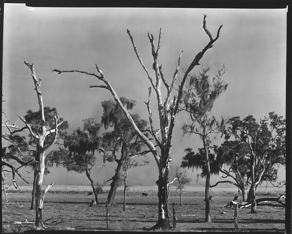 [Trees, Gulf Coast, Louisiana], Walker Evans (American, St. Louis, Missouri 1903–1975 New Haven, Connecticut), Film negative 