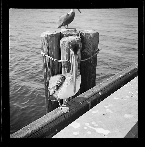 [125 Views of West Coast of Florida, Including: Women on Benches in Sarasota, Mangroves, Pelicans, Shuffleboard Players, Men on Street in Tampa, Sponge Diving Wharves at Tarpon Springs, Coastal Residences, Fishermen, and Miscellaneous Street Scenes], Walker Evans (American, St. Louis, Missouri 1903–1975 New Haven, Connecticut), Film negative