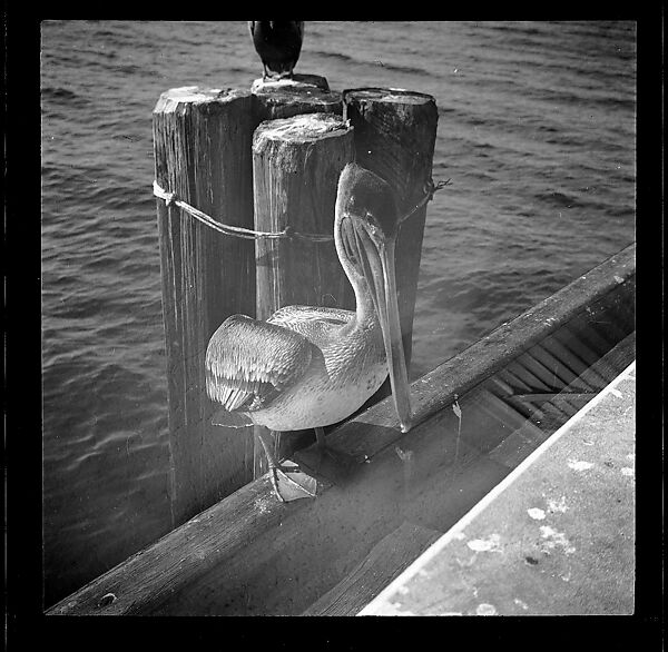 [125 Views of West Coast of Florida, Including: Women on Benches in Sarasota, Mangroves, Pelicans, Shuffleboard Players, Men on Street in Tampa, Sponge Diving Wharves at Tarpon Springs, Coastal Residences, Fishermen, and Miscellaneous Street Scenes], Walker Evans (American, St. Louis, Missouri 1903–1975 New Haven, Connecticut), Film negative