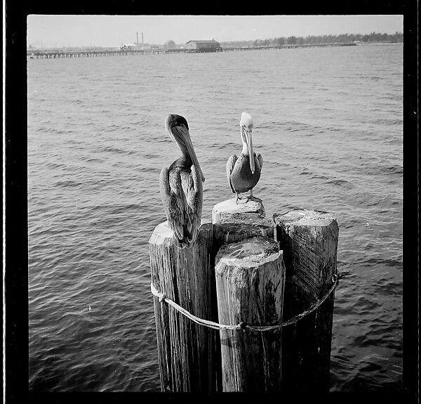 [125 Views of West Coast of Florida, Including: Women on Benches in Sarasota, Mangroves, Pelicans, Shuffleboard Players, Men on Street in Tampa, Sponge Diving Wharves at Tarpon Springs, Coastal Residences, Fishermen, and Miscellaneous Street Scenes], Walker Evans (American, St. Louis, Missouri 1903–1975 New Haven, Connecticut), Film negative