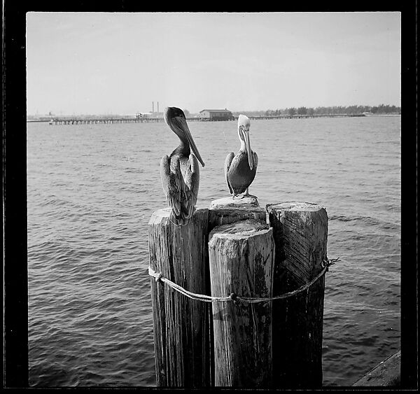 [125 Views of West Coast of Florida, Including: Women on Benches in Sarasota, Mangroves, Pelicans, Shuffleboard Players, Men on Street in Tampa, Sponge Diving Wharves at Tarpon Springs, Coastal Residences, Fishermen, and Miscellaneous Street Scenes], Walker Evans (American, St. Louis, Missouri 1903–1975 New Haven, Connecticut), Film negative