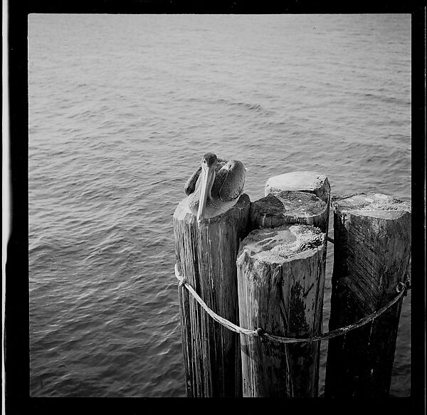[125 Views of West Coast of Florida, Including: Women on Benches in Sarasota, Mangroves, Pelicans, Shuffleboard Players, Men on Street in Tampa, Sponge Diving Wharves at Tarpon Springs, Coastal Residences, Fishermen, and Miscellaneous Street Scenes], Walker Evans (American, St. Louis, Missouri 1903–1975 New Haven, Connecticut), Film negative