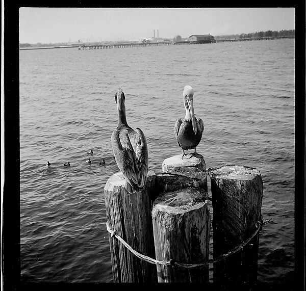 [125 Views of West Coast of Florida, Including: Women on Benches in Sarasota, Mangroves, Pelicans, Shuffleboard Players, Men on Street in Tampa, Sponge Diving Wharves at Tarpon Springs, Coastal Residences, Fishermen, and Miscellaneous Street Scenes], Walker Evans (American, St. Louis, Missouri 1903–1975 New Haven, Connecticut), Film negative