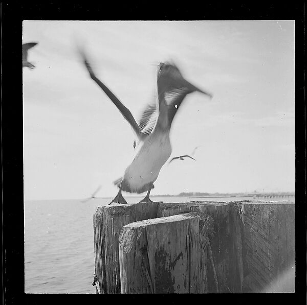 [125 Views of West Coast of Florida, Including: Women on Benches in Sarasota, Mangroves, Pelicans, Shuffleboard Players, Men on Street in Tampa, Sponge Diving Wharves at Tarpon Springs, Coastal Residences, Fishermen, and Miscellaneous Street Scenes], Walker Evans (American, St. Louis, Missouri 1903–1975 New Haven, Connecticut), Film negative