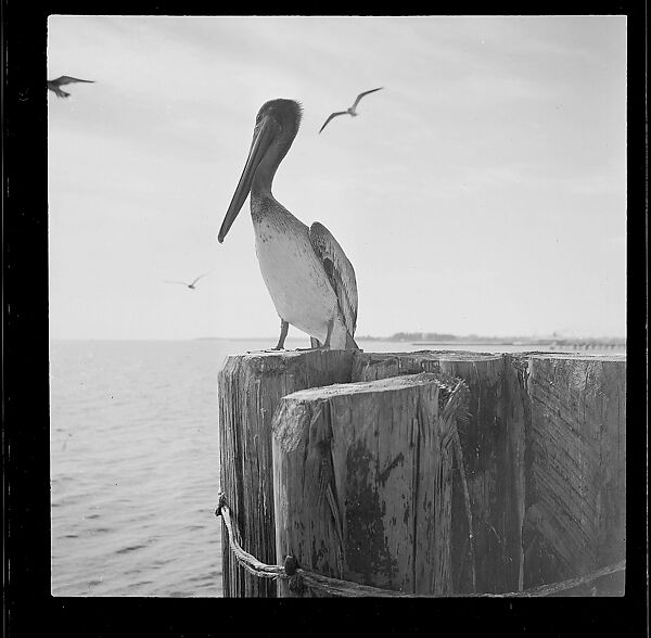 [125 Views of West Coast of Florida, Including: Women on Benches in Sarasota, Mangroves, Pelicans, Shuffleboard Players, Men on Street in Tampa, Sponge Diving Wharves at Tarpon Springs, Coastal Residences, Fishermen, and Miscellaneous Street Scenes], Walker Evans (American, St. Louis, Missouri 1903–1975 New Haven, Connecticut), Film negative