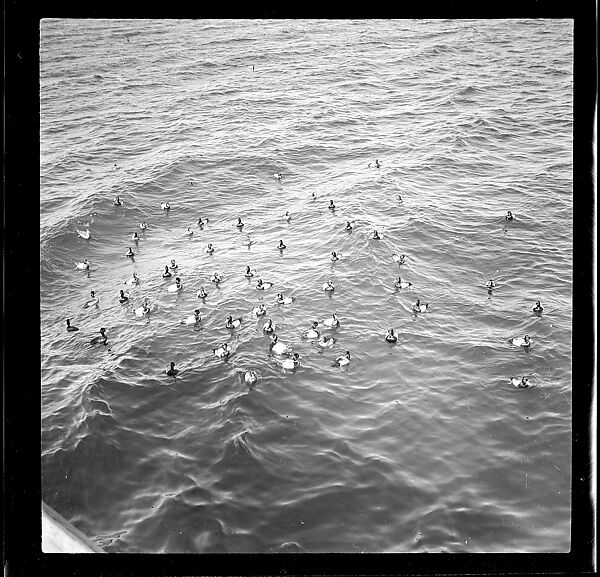[125 Views of West Coast of Florida, Including: Women on Benches in Sarasota, Mangroves, Pelicans, Shuffleboard Players, Men on Street in Tampa, Sponge Diving Wharves at Tarpon Springs, Coastal Residences, Fishermen, and Miscellaneous Street Scenes], Walker Evans (American, St. Louis, Missouri 1903–1975 New Haven, Connecticut), Film negative