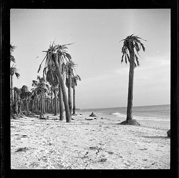 [125 Views of West Coast of Florida, Including: Women on Benches in Sarasota, Mangroves, Pelicans, Shuffleboard Players, Men on Street in Tampa, Sponge Diving Wharves at Tarpon Springs, Coastal Residences, Fishermen, and Miscellaneous Street Scenes], Walker Evans (American, St. Louis, Missouri 1903–1975 New Haven, Connecticut), Film negative