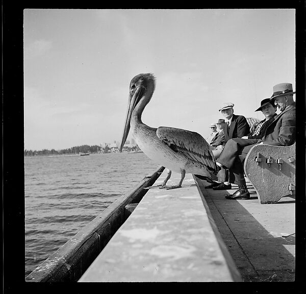 [125 Views of West Coast of Florida, Including: Women on Benches in Sarasota, Mangroves, Pelicans, Shuffleboard Players, Men on Street in Tampa, Sponge Diving Wharves at Tarpon Springs, Coastal Residences, Fishermen, and Miscellaneous Street Scenes], Walker Evans (American, St. Louis, Missouri 1903–1975 New Haven, Connecticut), Film negative