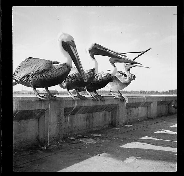 [125 Views of West Coast of Florida, Including: Women on Benches in Sarasota, Mangroves, Pelicans, Shuffleboard Players, Men on Street in Tampa, Sponge Diving Wharves at Tarpon Springs, Coastal Residences, Fishermen, and Miscellaneous Street Scenes], Walker Evans (American, St. Louis, Missouri 1903–1975 New Haven, Connecticut), Film negative