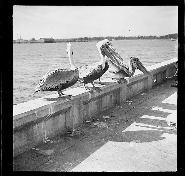 [125 Views of West Coast of Florida, Including: Women on Benches in Sarasota, Mangroves, Pelicans, Shuffleboard Players, Men on Street in Tampa, Sponge Diving Wharves at Tarpon Springs, Coastal Residences, Fishermen, and Miscellaneous Street Scenes], Walker Evans (American, St. Louis, Missouri 1903–1975 New Haven, Connecticut), Film negative