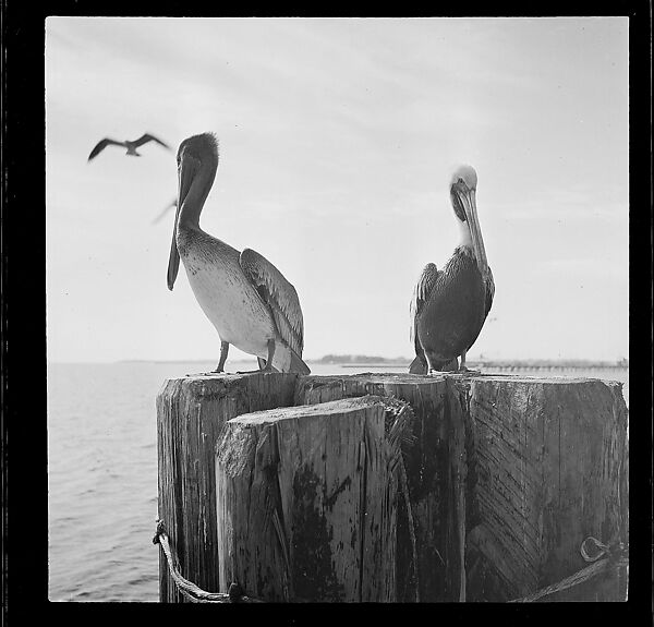 [125 Views of West Coast of Florida, Including: Women on Benches in Sarasota, Mangroves, Pelicans, Shuffleboard Players, Men on Street in Tampa, Sponge Diving Wharves at Tarpon Springs, Coastal Residences, Fishermen, and Miscellaneous Street Scenes], Walker Evans (American, St. Louis, Missouri 1903–1975 New Haven, Connecticut), Film negative