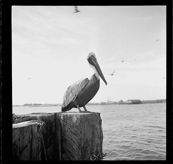 [125 Views of West Coast of Florida, Including: Women on Benches in Sarasota, Mangroves, Pelicans, Shuffleboard Players, Men on Street in Tampa, Sponge Diving Wharves at Tarpon Springs, Coastal Residences, Fishermen, and Miscellaneous Street Scenes], Walker Evans (American, St. Louis, Missouri 1903–1975 New Haven, Connecticut), Film negative