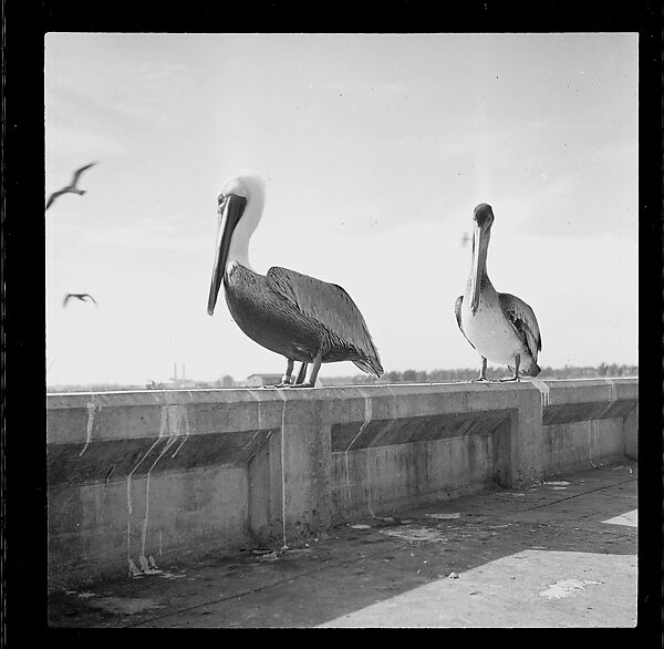 [125 Views of West Coast of Florida, Including: Women on Benches in Sarasota, Mangroves, Pelicans, Shuffleboard Players, Men on Street in Tampa, Sponge Diving Wharves at Tarpon Springs, Coastal Residences, Fishermen, and Miscellaneous Street Scenes], Walker Evans (American, St. Louis, Missouri 1903–1975 New Haven, Connecticut), Film negative