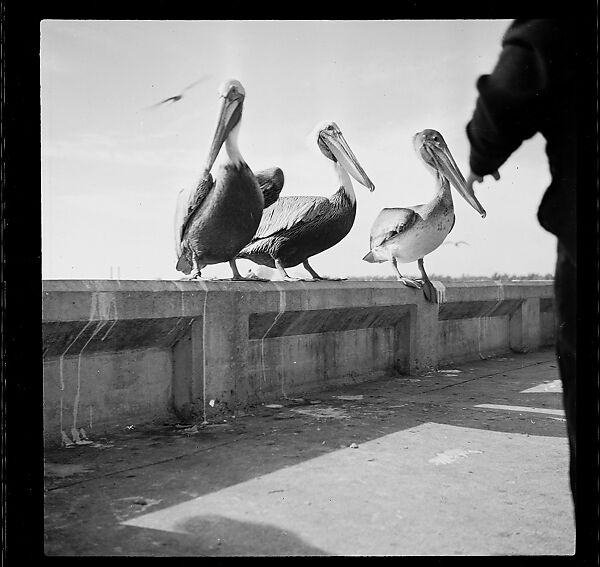 [125 Views of West Coast of Florida, Including: Women on Benches in Sarasota, Mangroves, Pelicans, Shuffleboard Players, Men on Street in Tampa, Sponge Diving Wharves at Tarpon Springs, Coastal Residences, Fishermen, and Miscellaneous Street Scenes], Walker Evans (American, St. Louis, Missouri 1903–1975 New Haven, Connecticut), Film negative