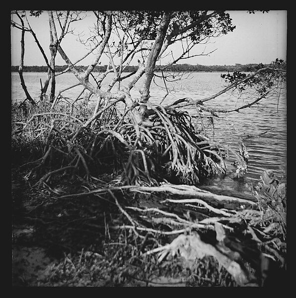 [125 Views of West Coast of Florida, Including: Women on Benches in Sarasota, Mangroves, Pelicans, Shuffleboard Players, Men on Street in Tampa, Sponge Diving Wharves at Tarpon Springs, Coastal Residences, Fishermen, and Miscellaneous Street Scenes], Walker Evans (American, St. Louis, Missouri 1903–1975 New Haven, Connecticut), Film negative