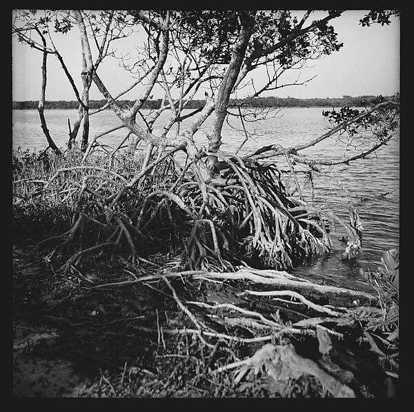 [125 Views of West Coast of Florida, Including: Women on Benches in Sarasota, Mangroves, Pelicans, Shuffleboard Players, Men on Street in Tampa, Sponge Diving Wharves at Tarpon Springs, Coastal Residences, Fishermen, and Miscellaneous Street Scenes], Walker Evans (American, St. Louis, Missouri 1903–1975 New Haven, Connecticut), Film negative
