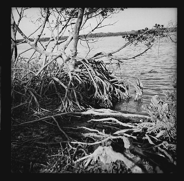[125 Views of West Coast of Florida, Including: Women on Benches in Sarasota, Mangroves, Pelicans, Shuffleboard Players, Men on Street in Tampa, Sponge Diving Wharves at Tarpon Springs, Coastal Residences, Fishermen, and Miscellaneous Street Scenes], Walker Evans (American, St. Louis, Missouri 1903–1975 New Haven, Connecticut), Film negative