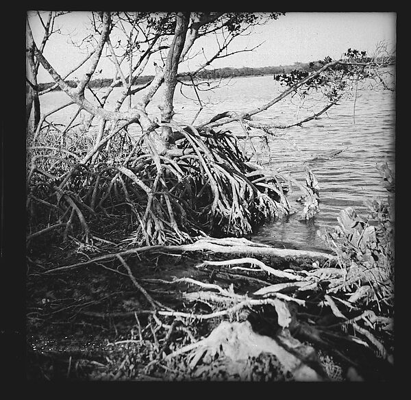 [125 Views of West Coast of Florida, Including: Women on Benches in Sarasota, Mangroves, Pelicans, Shuffleboard Players, Men on Street in Tampa, Sponge Diving Wharves at Tarpon Springs, Coastal Residences, Fishermen, and Miscellaneous Street Scenes], Walker Evans (American, St. Louis, Missouri 1903–1975 New Haven, Connecticut), Film negative