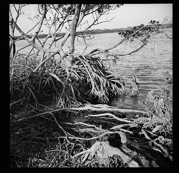 [125 Views of West Coast of Florida, Including: Women on Benches in Sarasota, Mangroves, Pelicans, Shuffleboard Players, Men on Street in Tampa, Sponge Diving Wharves at Tarpon Springs, Coastal Residences, Fishermen, and Miscellaneous Street Scenes], Walker Evans (American, St. Louis, Missouri 1903–1975 New Haven, Connecticut), Film negative