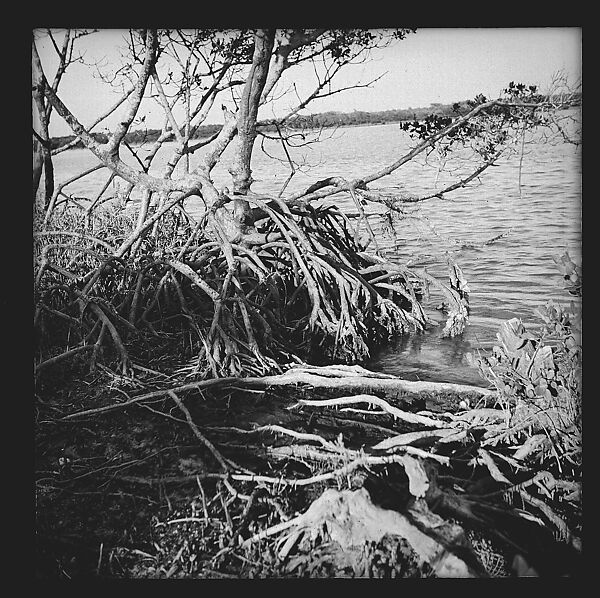 [125 Views of West Coast of Florida, Including: Women on Benches in Sarasota, Mangroves, Pelicans, Shuffleboard Players, Men on Street in Tampa, Sponge Diving Wharves at Tarpon Springs, Coastal Residences, Fishermen, and Miscellaneous Street Scenes], Walker Evans (American, St. Louis, Missouri 1903–1975 New Haven, Connecticut), Film negative