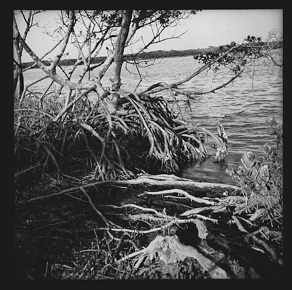 [125 Views of West Coast of Florida, Including: Women on Benches in Sarasota, Mangroves, Pelicans, Shuffleboard Players, Men on Street in Tampa, Sponge Diving Wharves at Tarpon Springs, Coastal Residences, Fishermen, and Miscellaneous Street Scenes], Walker Evans (American, St. Louis, Missouri 1903–1975 New Haven, Connecticut), Film negative