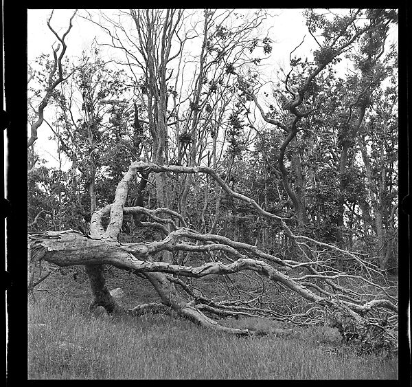 [105 Views and Studies of Leather Craftsmen, Their Home in Birdsboro, Pennsylvania and New York City Residence, Commissioned by Fortune Magazine for "The Small Shop," Published November 1945], Walker Evans (American, St. Louis, Missouri 1903–1975 New Haven, Connecticut), Film negative
