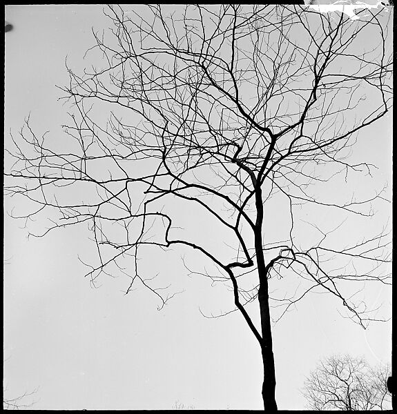 [168 Portraits, Views, and Studies: Unidentified Woman Looking at Photographs with Friend, Walking in Central Park Zoo, and Related Park and Skyline Views, New York City], Walker Evans (American, St. Louis, Missouri 1903–1975 New Haven, Connecticut), Film negative