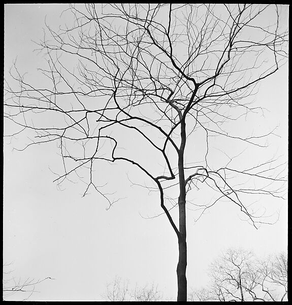 [168 Portraits, Views, and Studies: Unidentified Woman Looking at Photographs with Friend, Walking in Central Park Zoo, and Related Park and Skyline Views, New York City], Walker Evans (American, St. Louis, Missouri 1903–1975 New Haven, Connecticut), Film negative