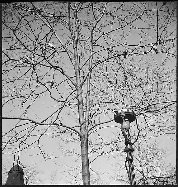 [168 Portraits, Views, and Studies: Unidentified Woman Looking at Photographs with Friend, Walking in Central Park Zoo, and Related Park and Skyline Views, New York City], Walker Evans (American, St. Louis, Missouri 1903–1975 New Haven, Connecticut), Film negative