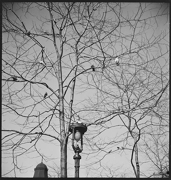 [168 Portraits, Views, and Studies: Unidentified Woman Looking at Photographs with Friend, Walking in Central Park Zoo, and Related Park and Skyline Views, New York City], Walker Evans (American, St. Louis, Missouri 1903–1975 New Haven, Connecticut), Film negative