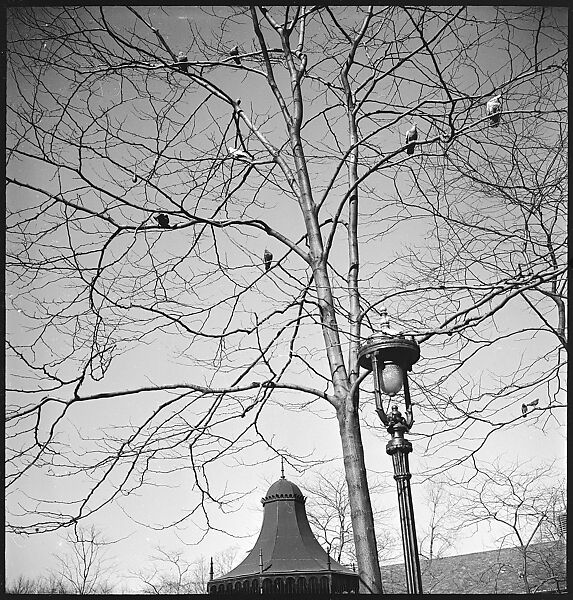 [168 Portraits, Views, and Studies: Unidentified Woman Looking at Photographs with Friend, Walking in Central Park Zoo, and Related Park and Skyline Views, New York City], Walker Evans (American, St. Louis, Missouri 1903–1975 New Haven, Connecticut), Film negative