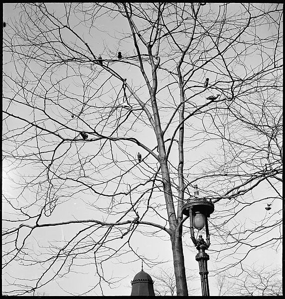 [168 Portraits, Views, and Studies: Unidentified Woman Looking at Photographs with Friend, Walking in Central Park Zoo, and Related Park and Skyline Views, New York City], Walker Evans (American, St. Louis, Missouri 1903–1975 New Haven, Connecticut), Film negative