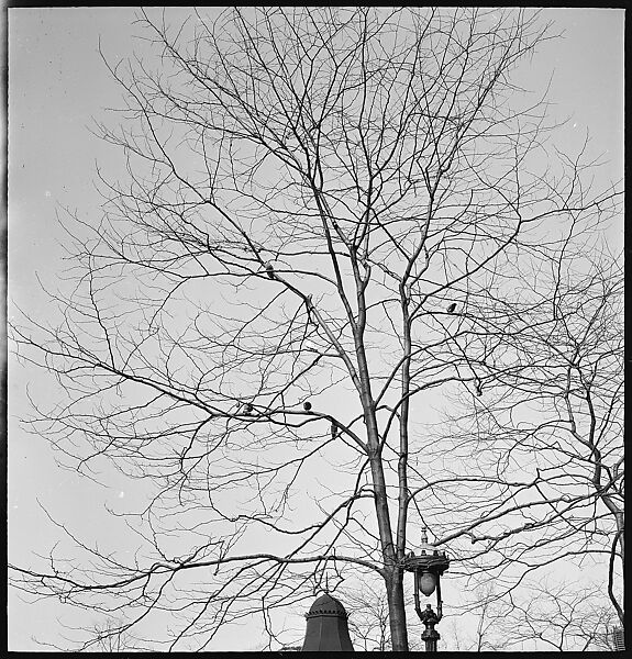 [168 Portraits, Views, and Studies: Unidentified Woman Looking at Photographs with Friend, Walking in Central Park Zoo, and Related Park and Skyline Views, New York City], Walker Evans (American, St. Louis, Missouri 1903–1975 New Haven, Connecticut), Film negative