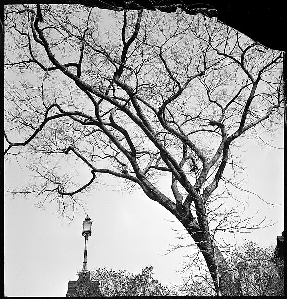 [168 Portraits, Views, and Studies: Unidentified Woman Looking at Photographs with Friend, Walking in Central Park Zoo, and Related Park and Skyline Views, New York City], Walker Evans (American, St. Louis, Missouri 1903–1975 New Haven, Connecticut), Film negative