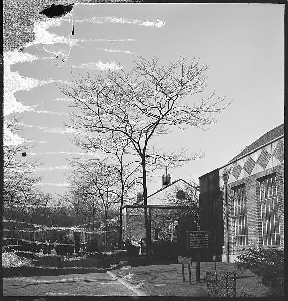 [168 Portraits, Views, and Studies: Unidentified Woman Looking at Photographs with Friend, Walking in Central Park Zoo, and Related Park and Skyline Views, New York City], Walker Evans (American, St. Louis, Missouri 1903–1975 New Haven, Connecticut), Film negative