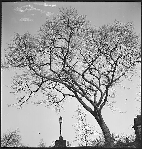 [168 Portraits, Views, and Studies: Unidentified Woman Looking at Photographs with Friend, Walking in Central Park Zoo, and Related Park and Skyline Views, New York City], Walker Evans (American, St. Louis, Missouri 1903–1975 New Haven, Connecticut), Film negative